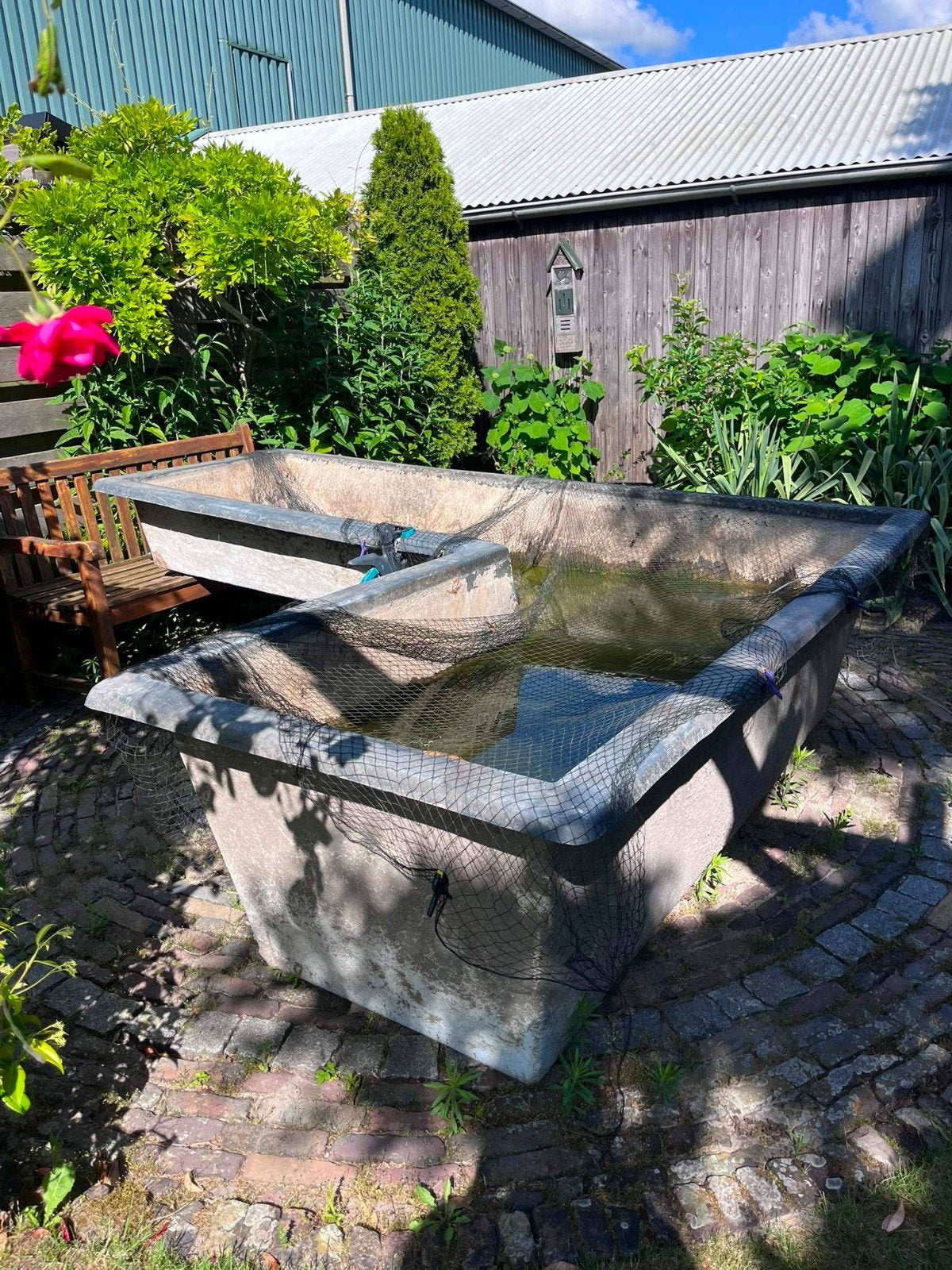 Gratis goudvissen, Tuin en Terras, Vijvers, Ophalen of Verzenden