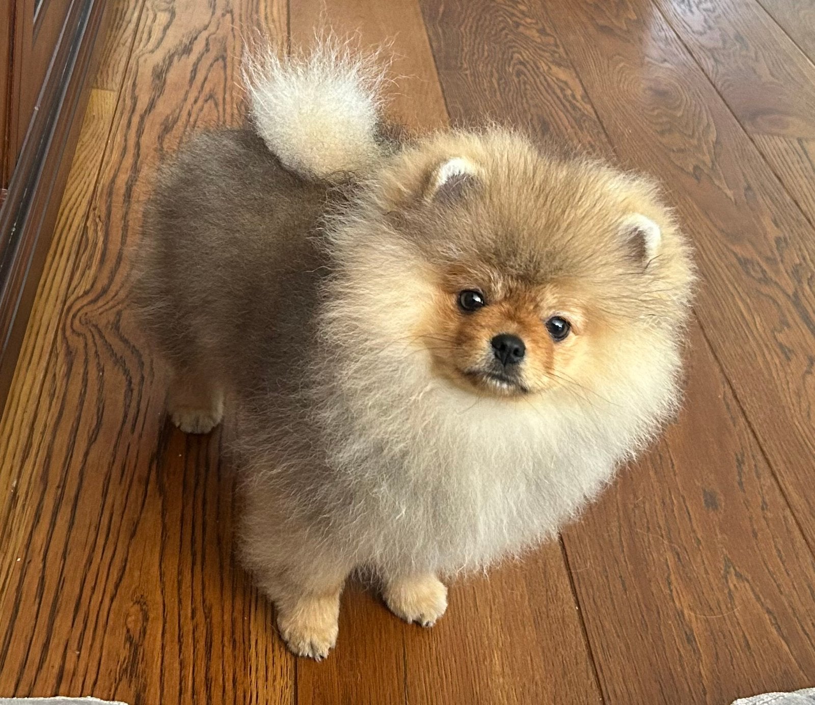 Prachtige mini pomeriaan/pomeranian pup reu, geboren in NL, Dieren en Toebehoren, Honden | Niet-rashonden, Parvo, Reu, 8 tot 15 weken