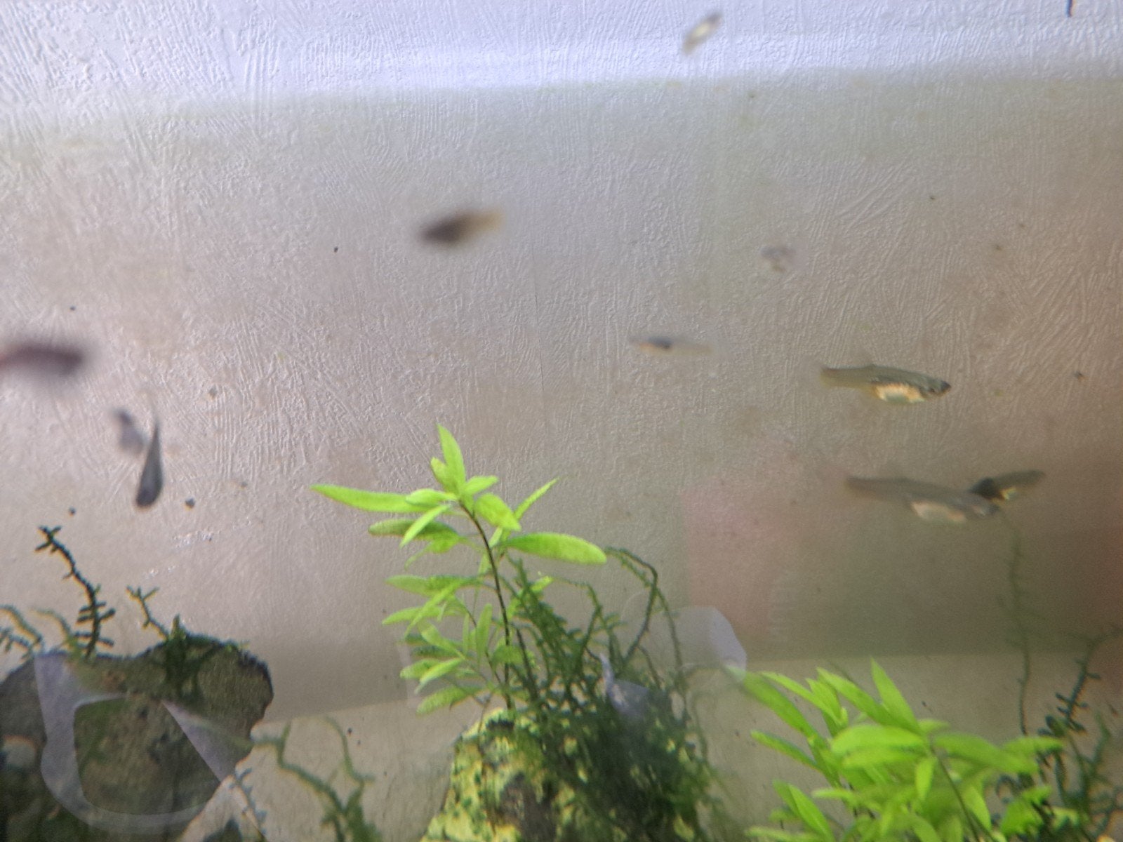 Guppen, Dieren en Toebehoren, Vis