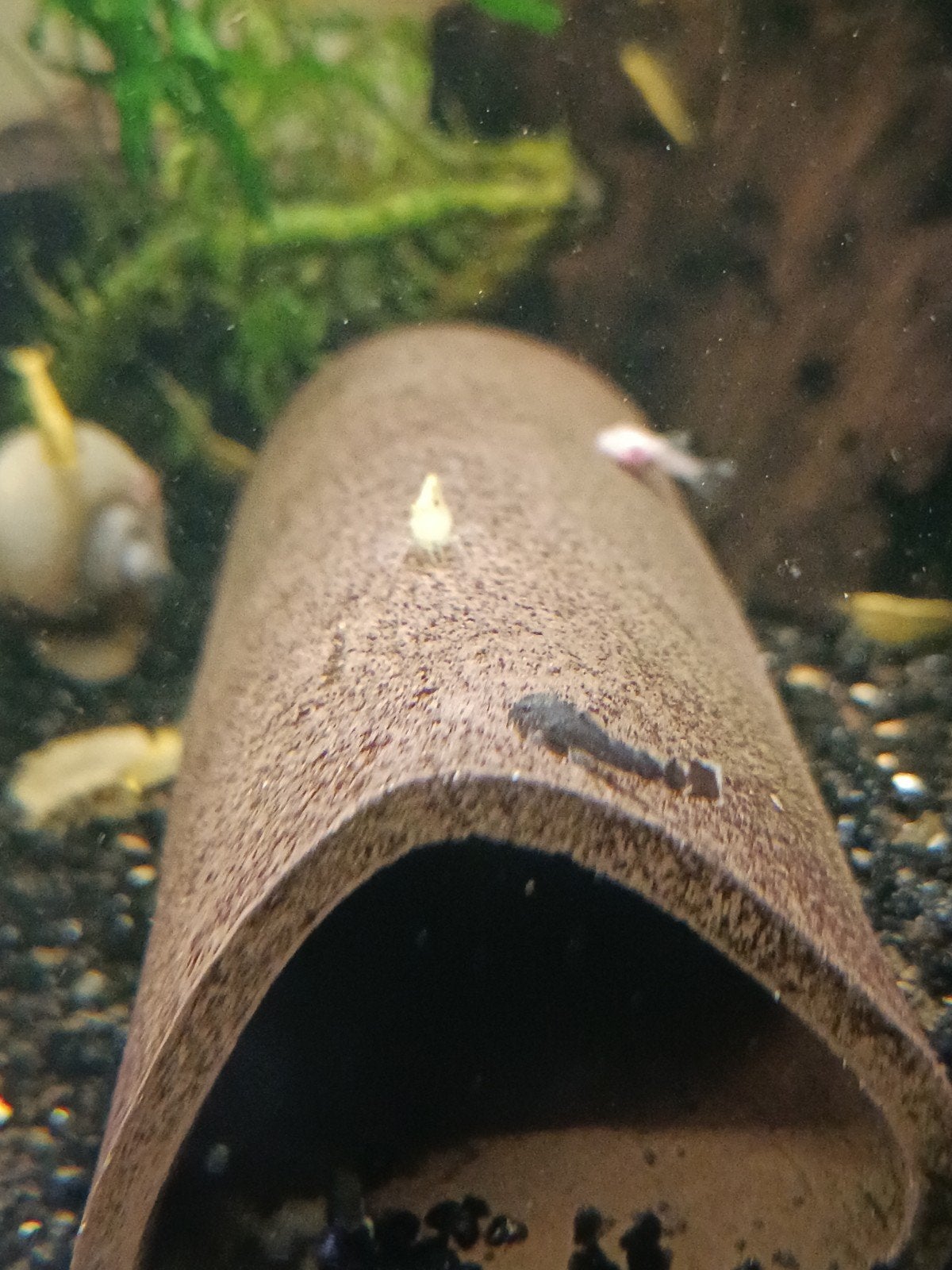 Jonge ancistrus borstelneus algeneters, Dieren en Toebehoren, Vissen | Aquariumvissen, Vis, Zoetwatervis