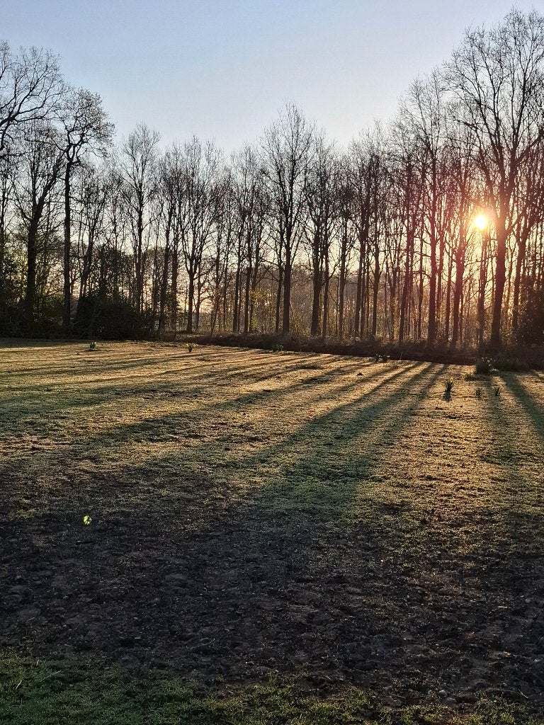 boxen vrij met weidegang., Dieren en Toebehoren, Stalling en Weidegang, Weidegang