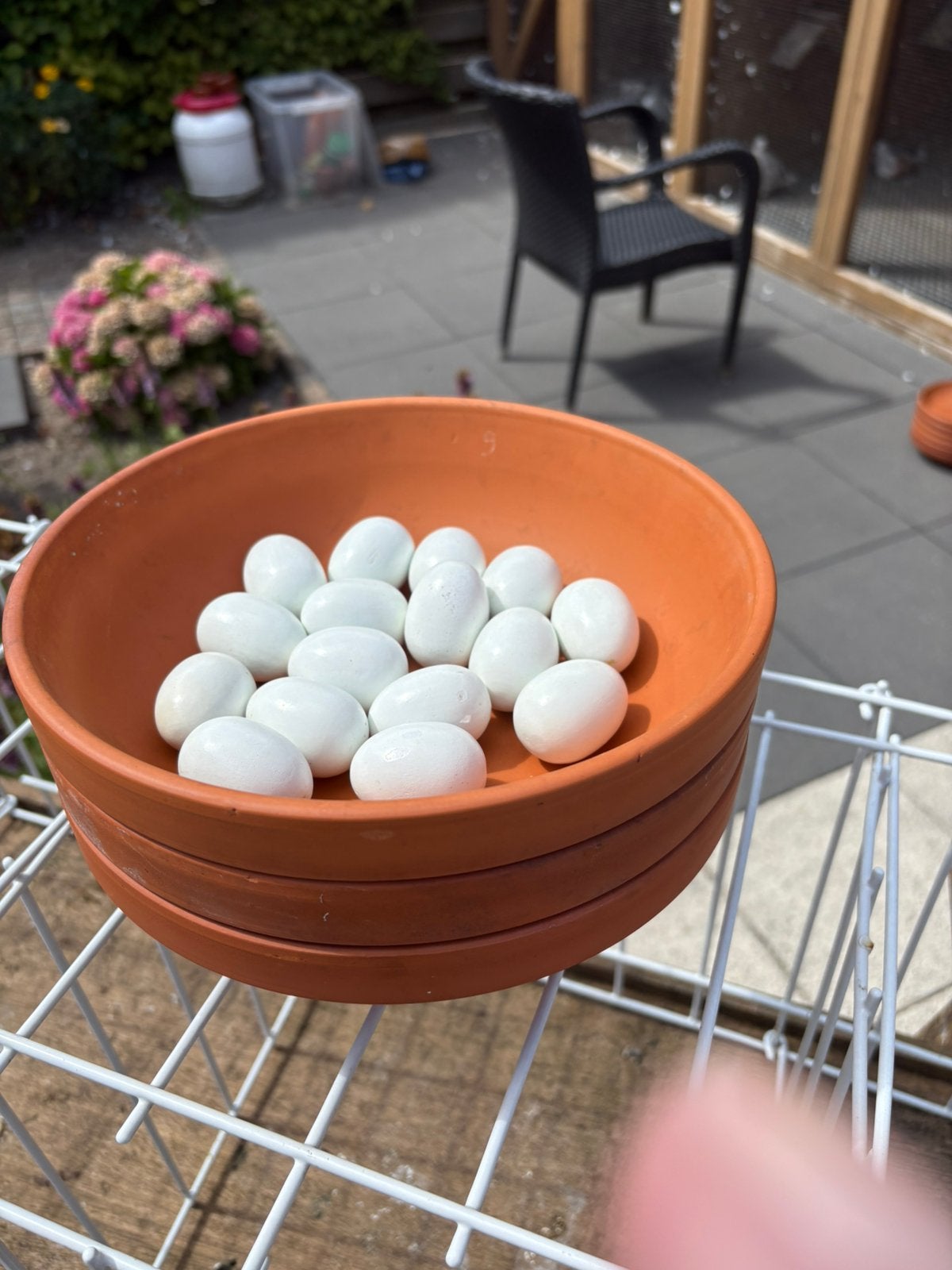 3 broedschalen/kunsteitjes voor duiven Sierduiven, Meerdere dieren, Overige soorten