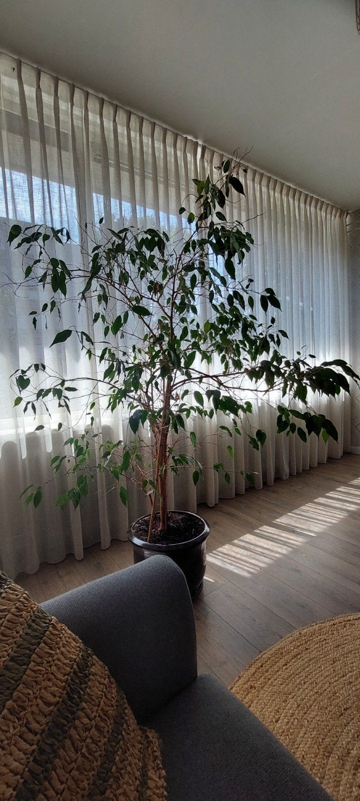 Grote Ficus Benjamina kamerplant, Ophalen, Ficus, Halfschaduw, 150 tot 200 cm