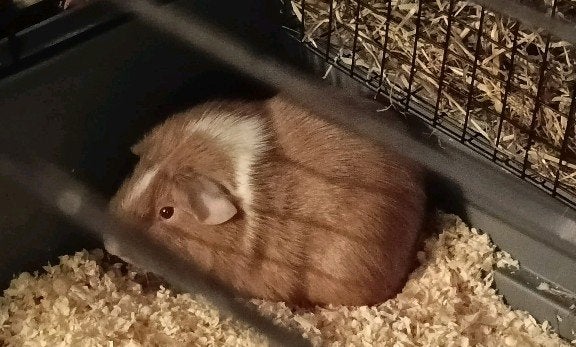 cavia beertje, Juni, Mannelijk, Cavia