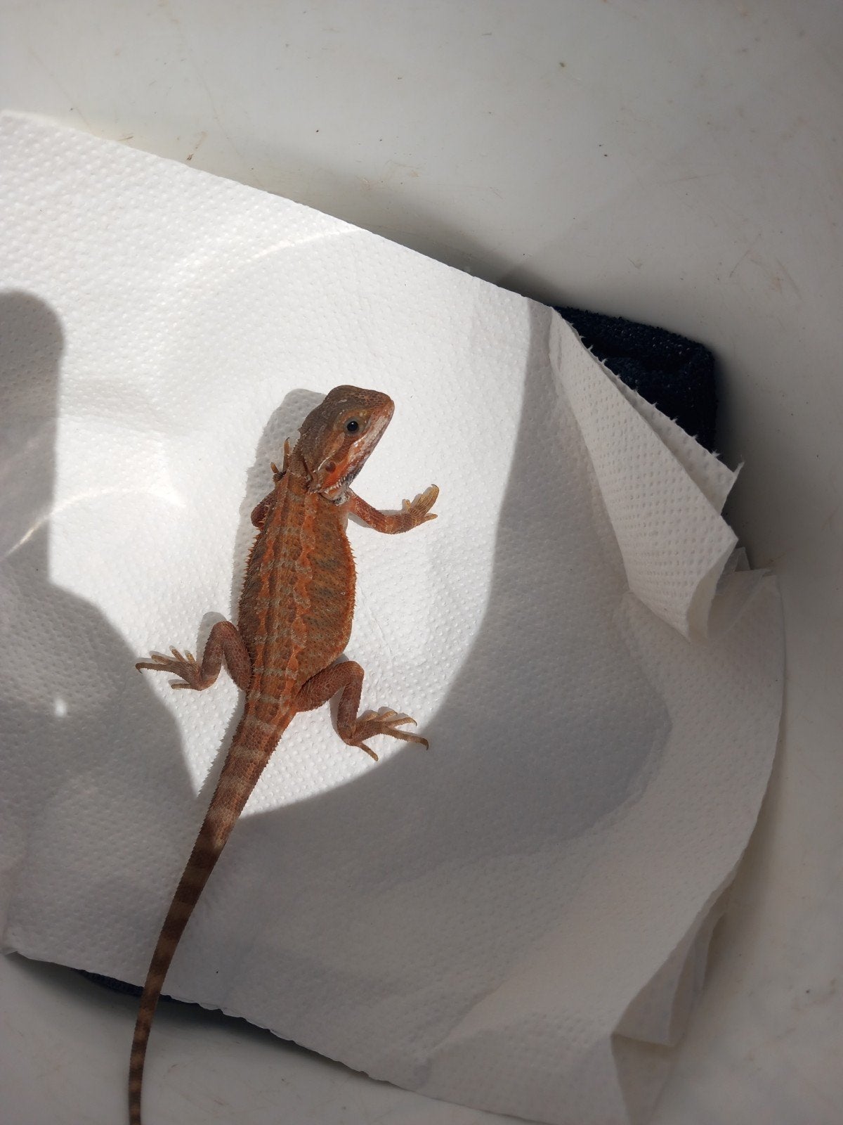 Mooie baardagaam. Bearded Dragon photo 5