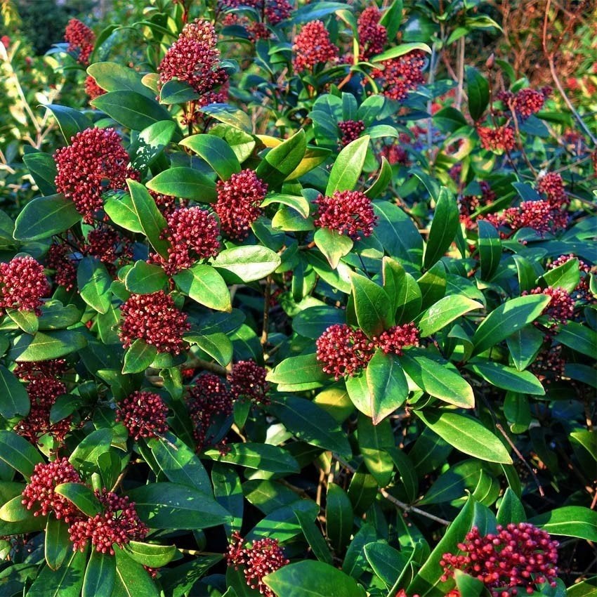 skimmia japonica rubella, Tuin en Terras, Planten | Tuinplanten, Vaste plant, Halfschaduw, Lente, Ophalen