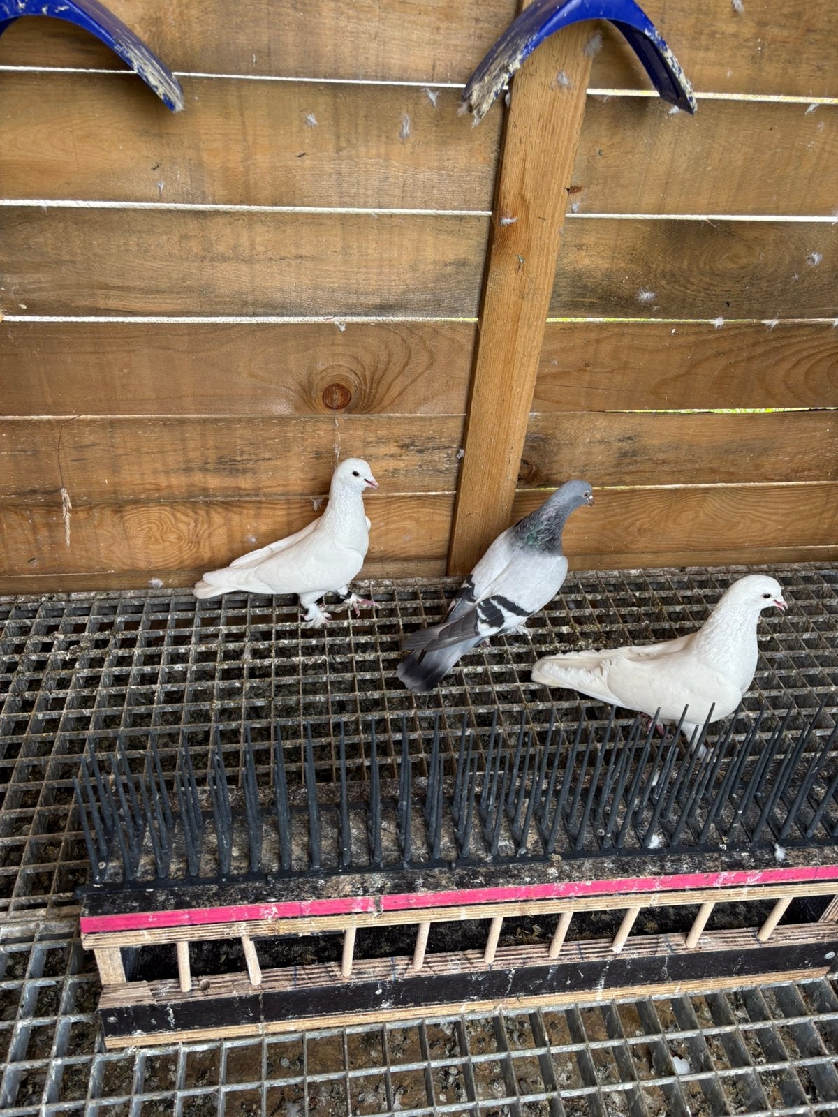 Te takla duıven, Dieren en Toebehoren, Mannelijk, Overige soorten