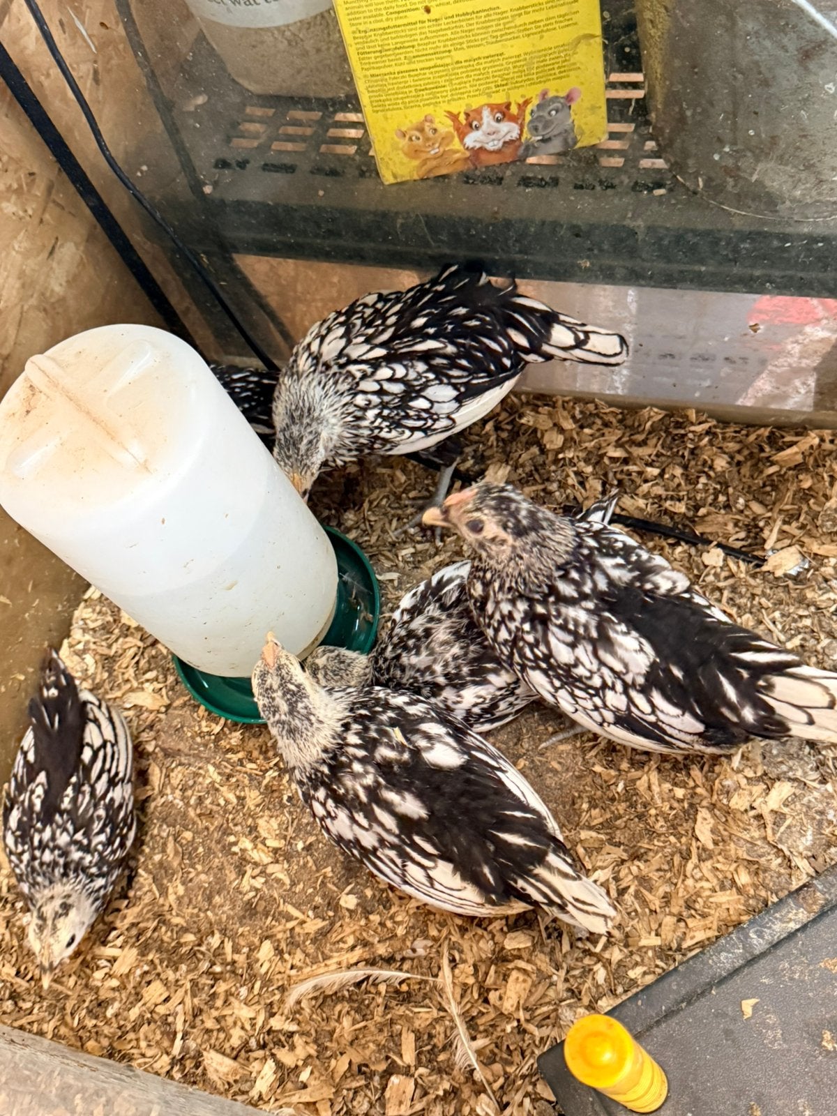 Sebright trio, Dieren en Toebehoren, Pluimvee, Meerdere dieren, Kip
