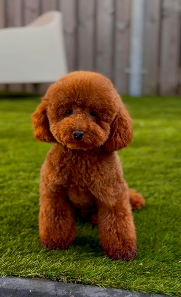toy poedel dekreu met fci stamboom, Reu, 1 tot 2 jaar, Parvo, Eén hond