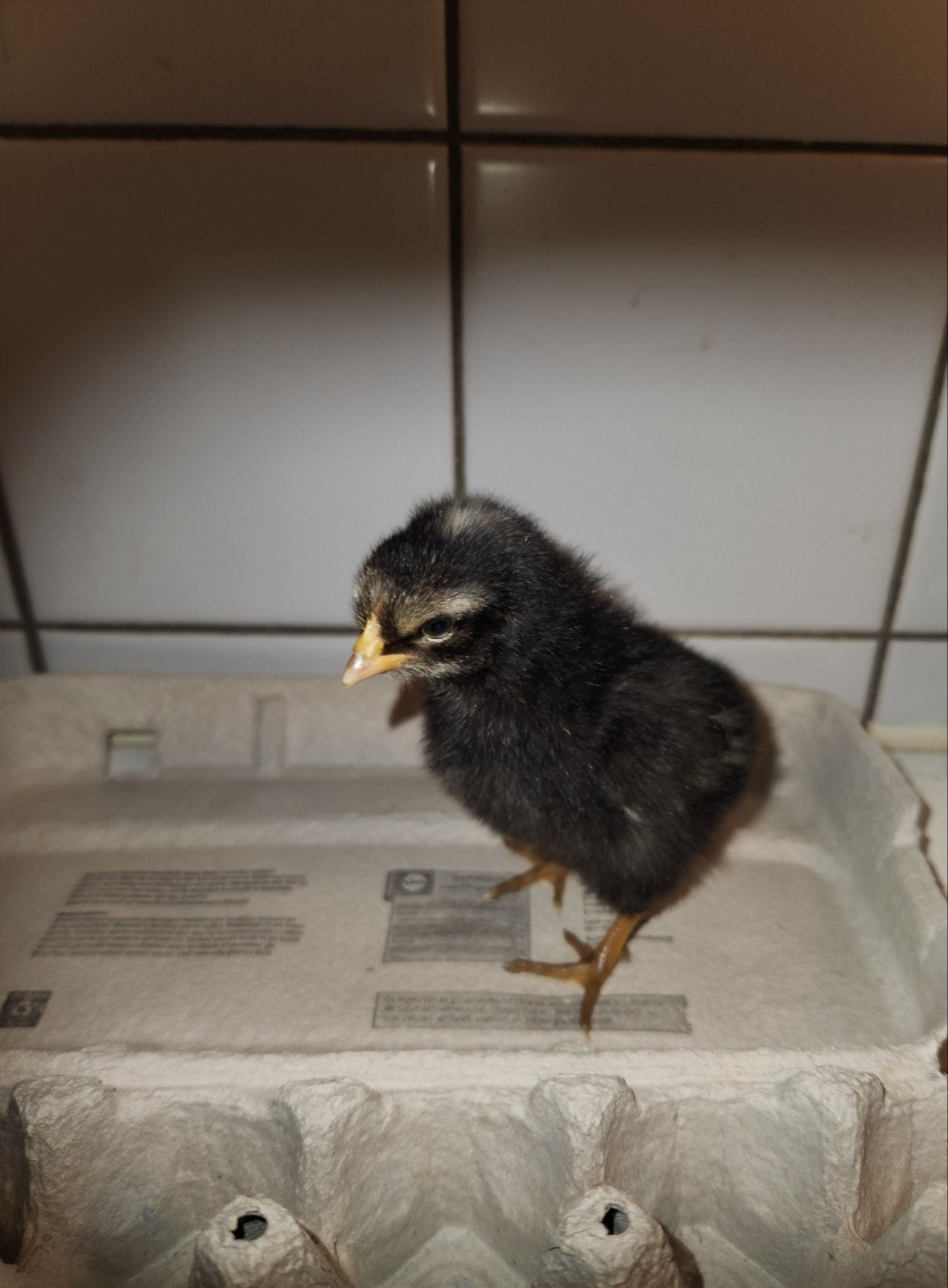 Vier kuikens, Dieren en Toebehoren, Meerdere dieren, Kip