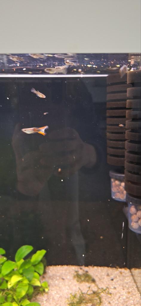 Mooie gezonde guppen baby's, Ophalen of Verzenden, Nieuw, Minder dan 250 cm, Zonder ramen