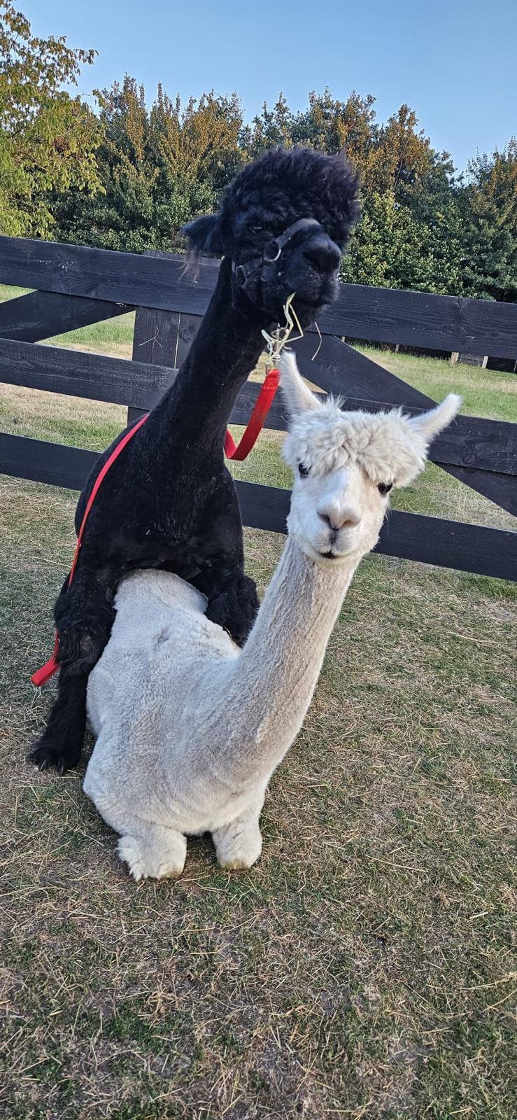Drachtige Alpaca merrie, Dieren en Toebehoren, Overige Dieren, Vrouwelijk, Augustus