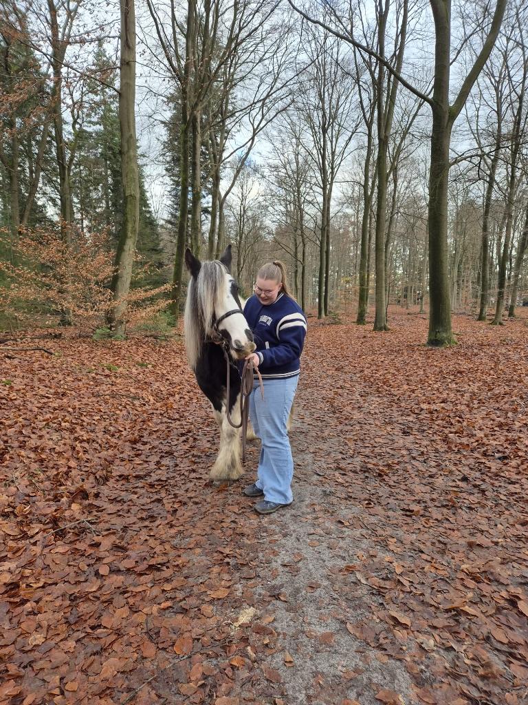 Verzorg paard gezocht, Ophalen, Nieuw