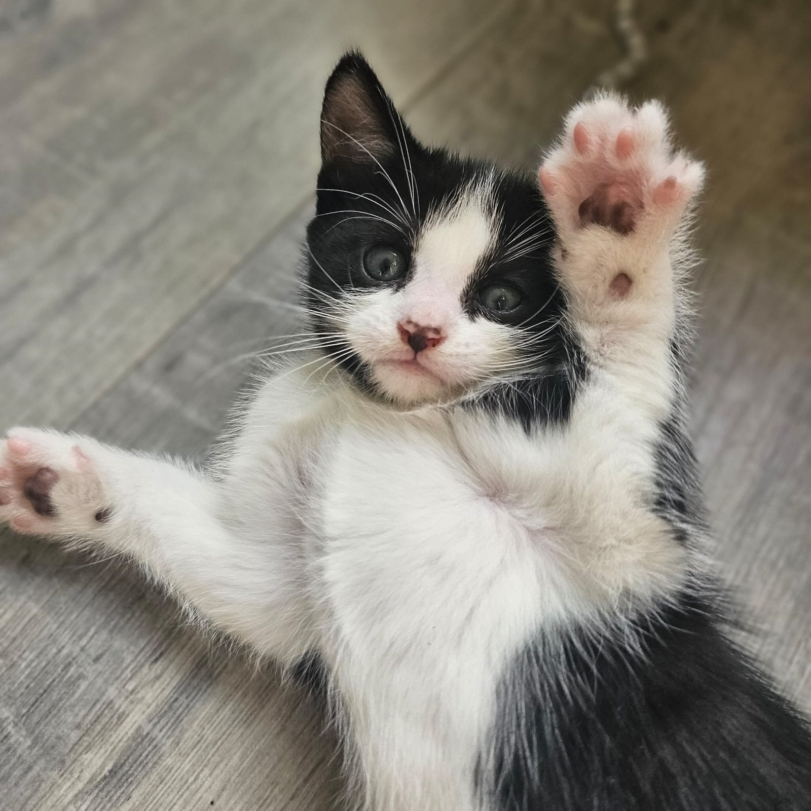 4 kittens beschikbaar, Kater, Kortharig, 0 tot 2 jaar