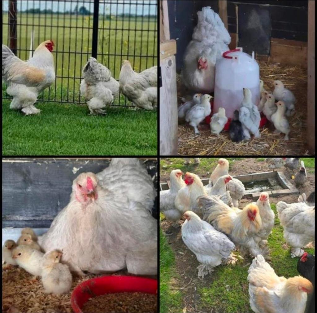 Brahma isabel kuikens raszuiver!!, Meerdere dieren, Kip