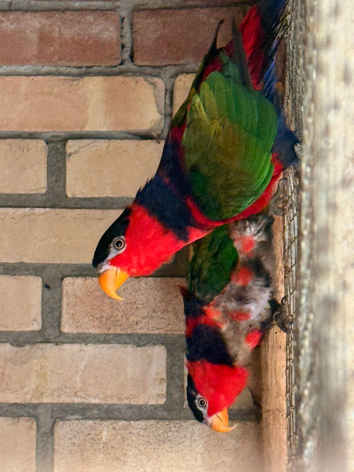 Lorries te koop | zwartkoppen/zwartkappen, Dieren en Toebehoren, Vogels | Parkieten en Papegaaien, Meerdere dieren, Parkiet