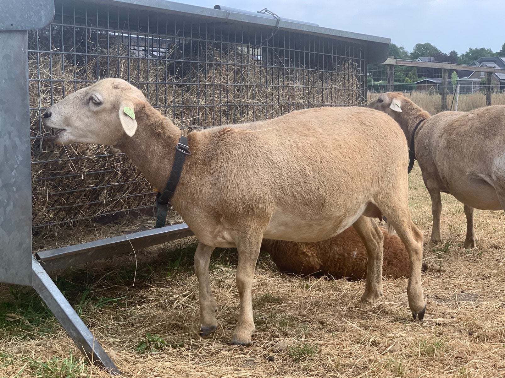 Te koop Nolana haarschaap ooi, Vrouwelijk, Schaap
