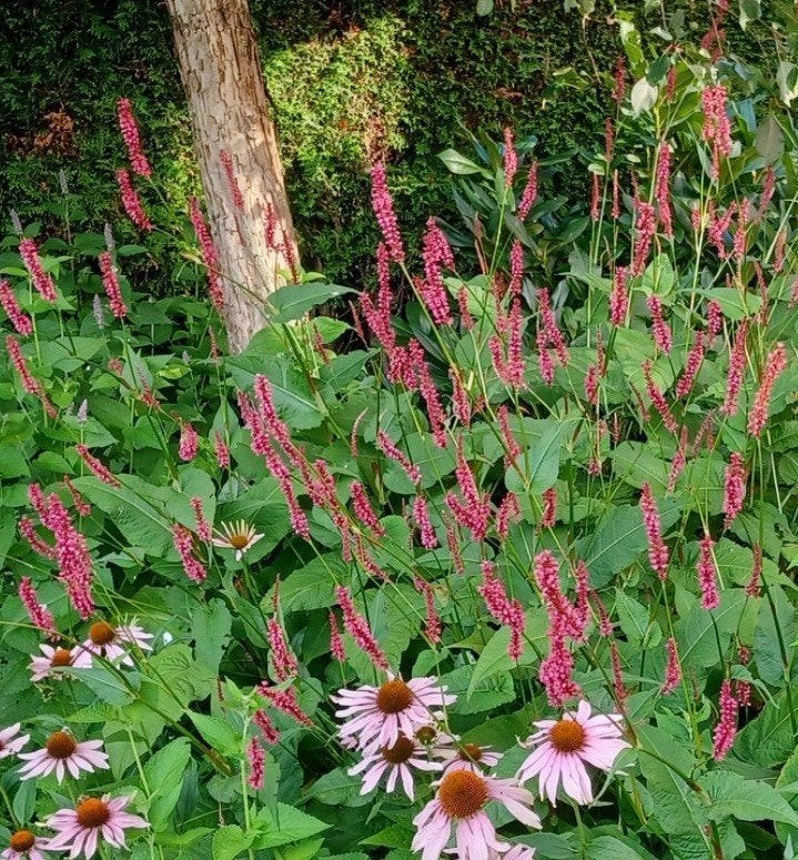 Persicaria Amplexicaulis Speciosa/Firetail, Perzikkruid, Ophalen, Zomer, Vaste plant, Overige soorten