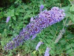 20x Buddleja davidii / Vlinderstruik mix €100, Ophalen of Verzenden, Vlinderstruik, Haag, Minder dan 100 cm
