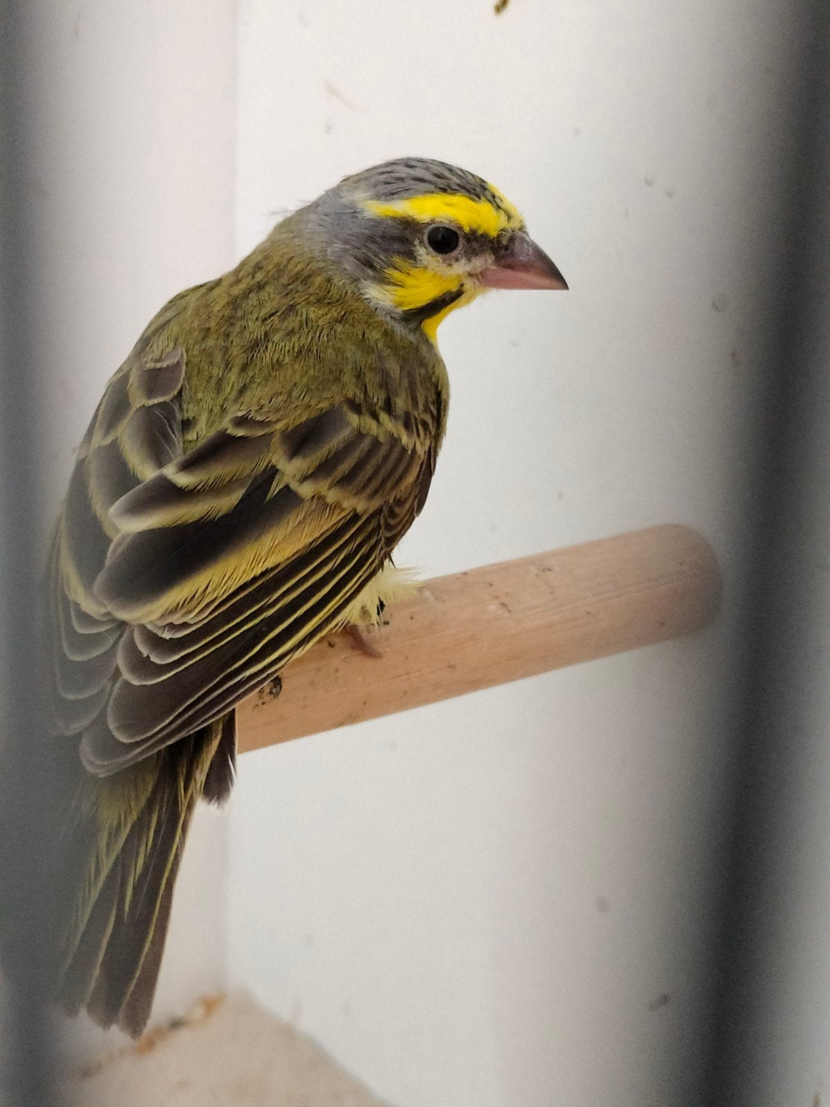 Mozambique Sijs man, Dieren en Toebehoren, Vogels | Overige Vogels, Mannelijk