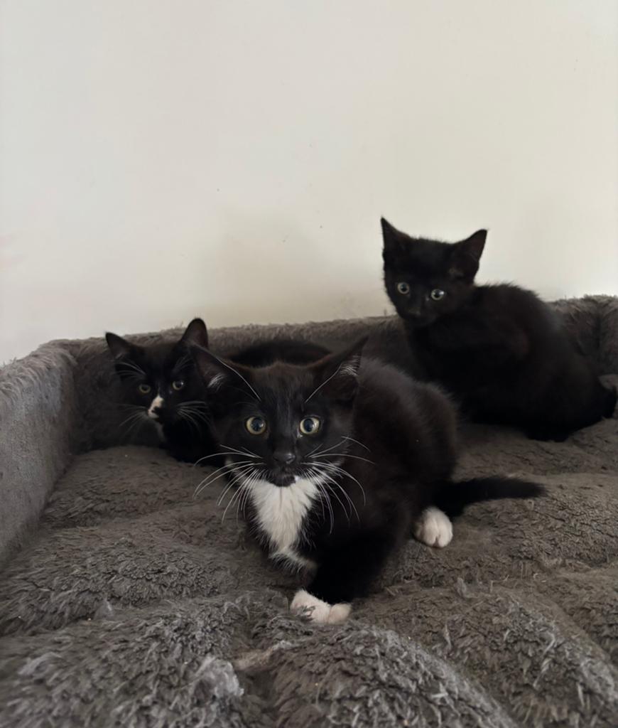 Boskat kittens, Meerdere dieren, Ontwormd, 0 tot 2 jaar