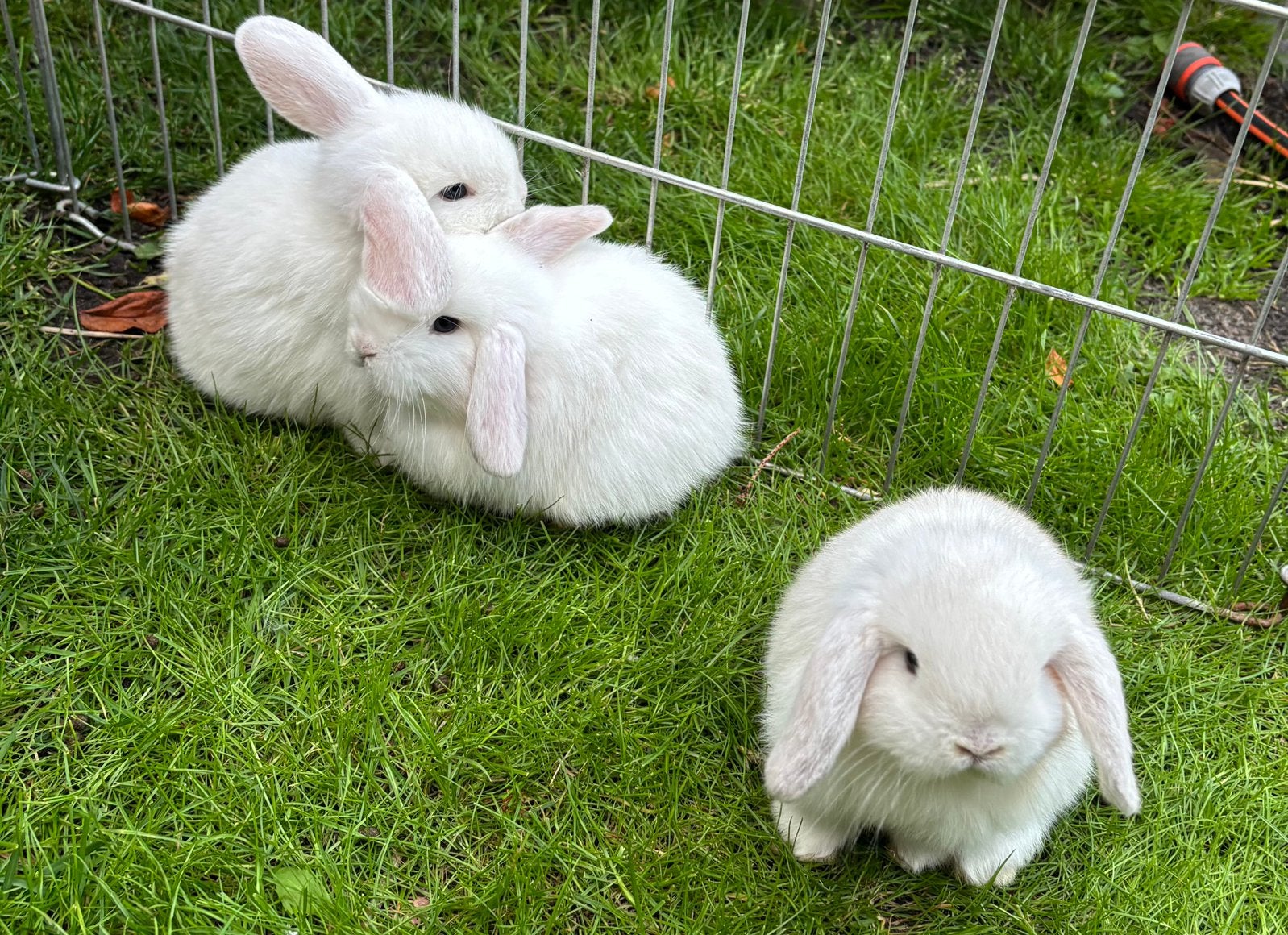 Minilop baby konijnen voedster rammetje, Dieren en Toebehoren, Konijnen, Meerdere dieren, Dwerg