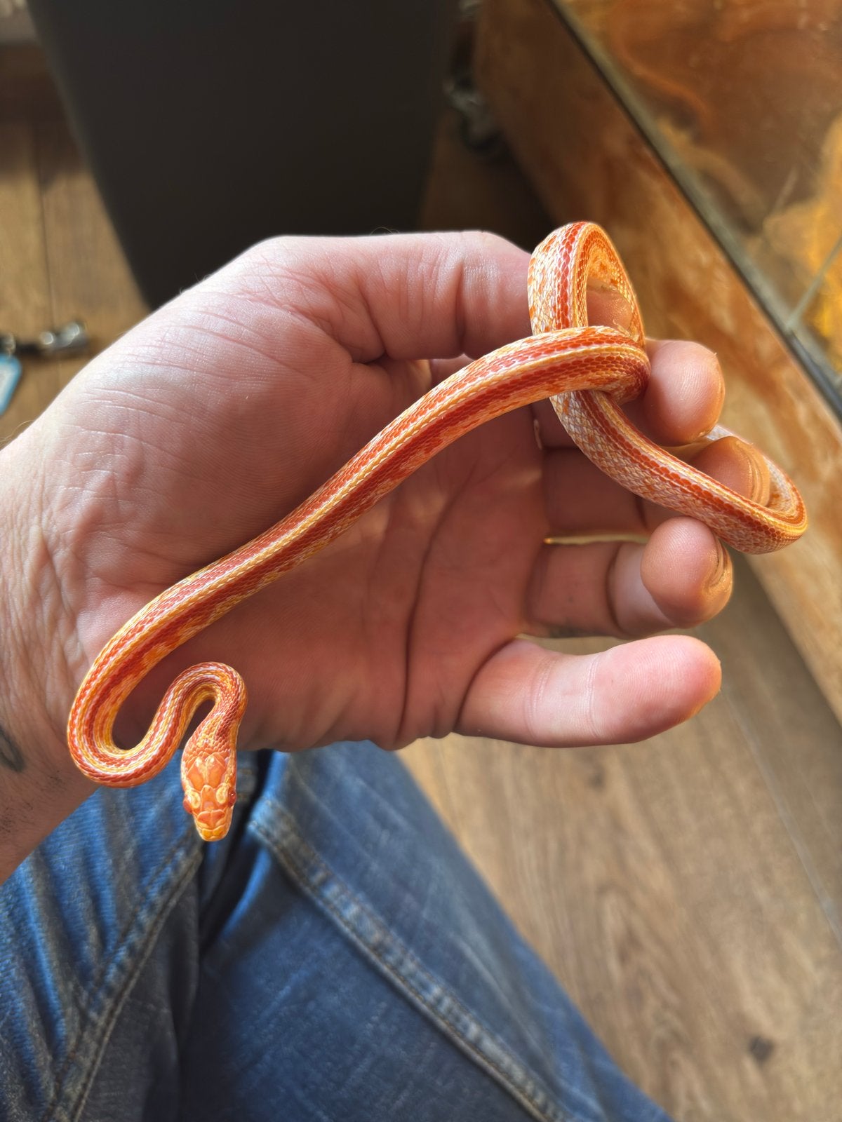 Zeer mooie rattenslangen Rat Snake photo 6