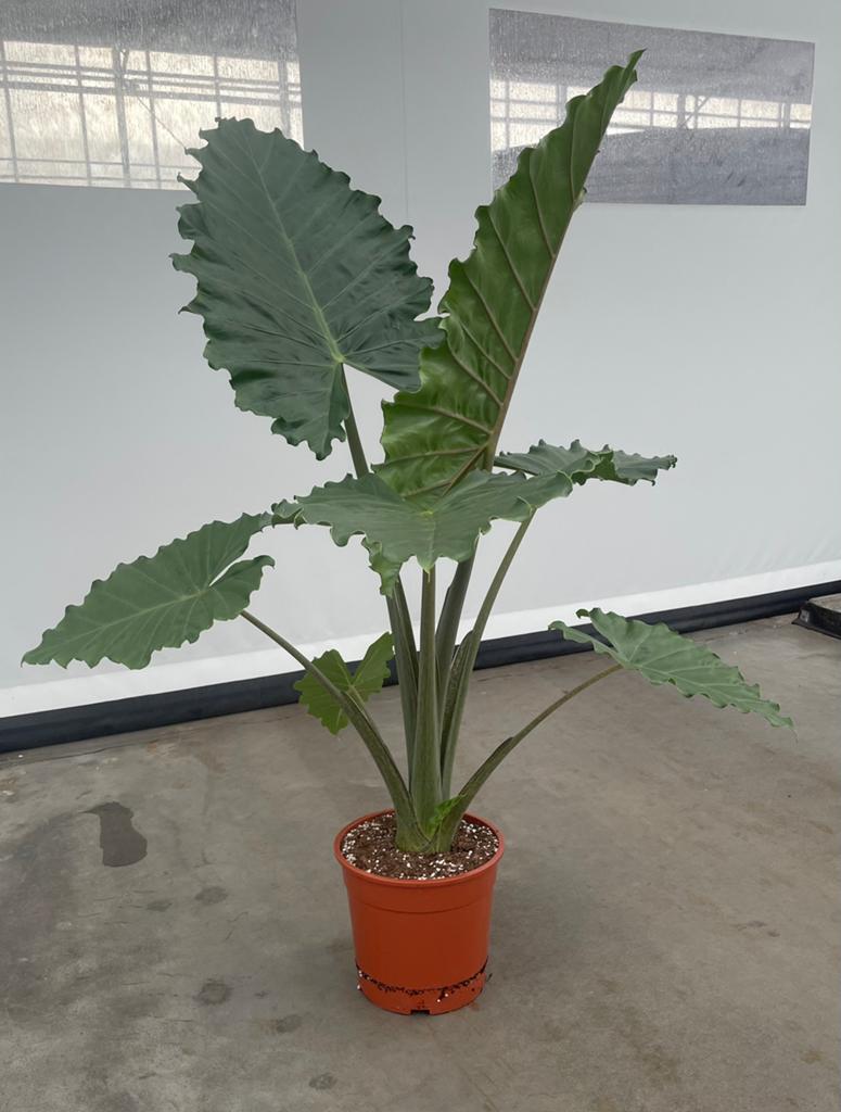 Kamerplant  potplant plant  Alocasia Macrorrhiza, Ophalen, Halfschaduw, Minder dan 100 cm