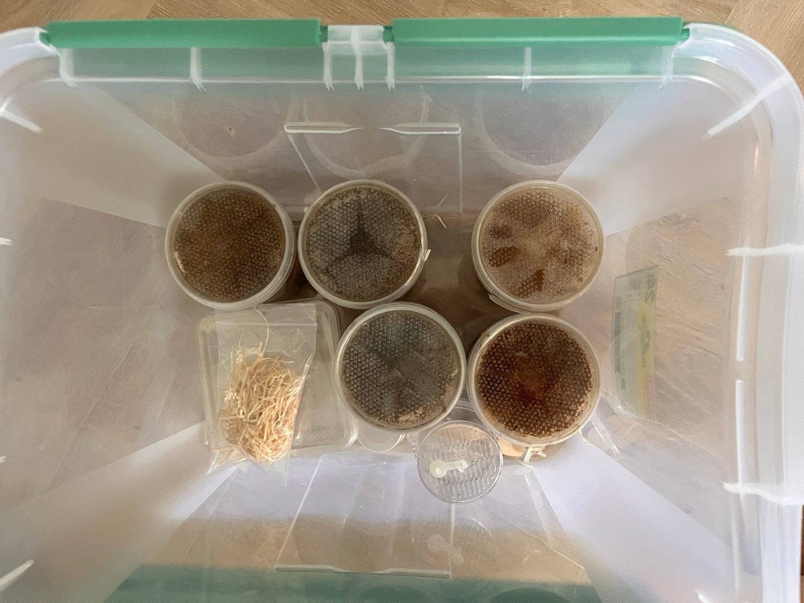 Kweekpotten met fruitvliegjes voor oa. Reptielen, Dieren en Toebehoren, Ophalen