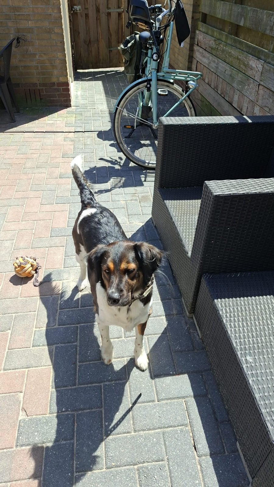 Friese stabij kruising, Parvo, 1 tot 2 jaar, Teef, Eén hond