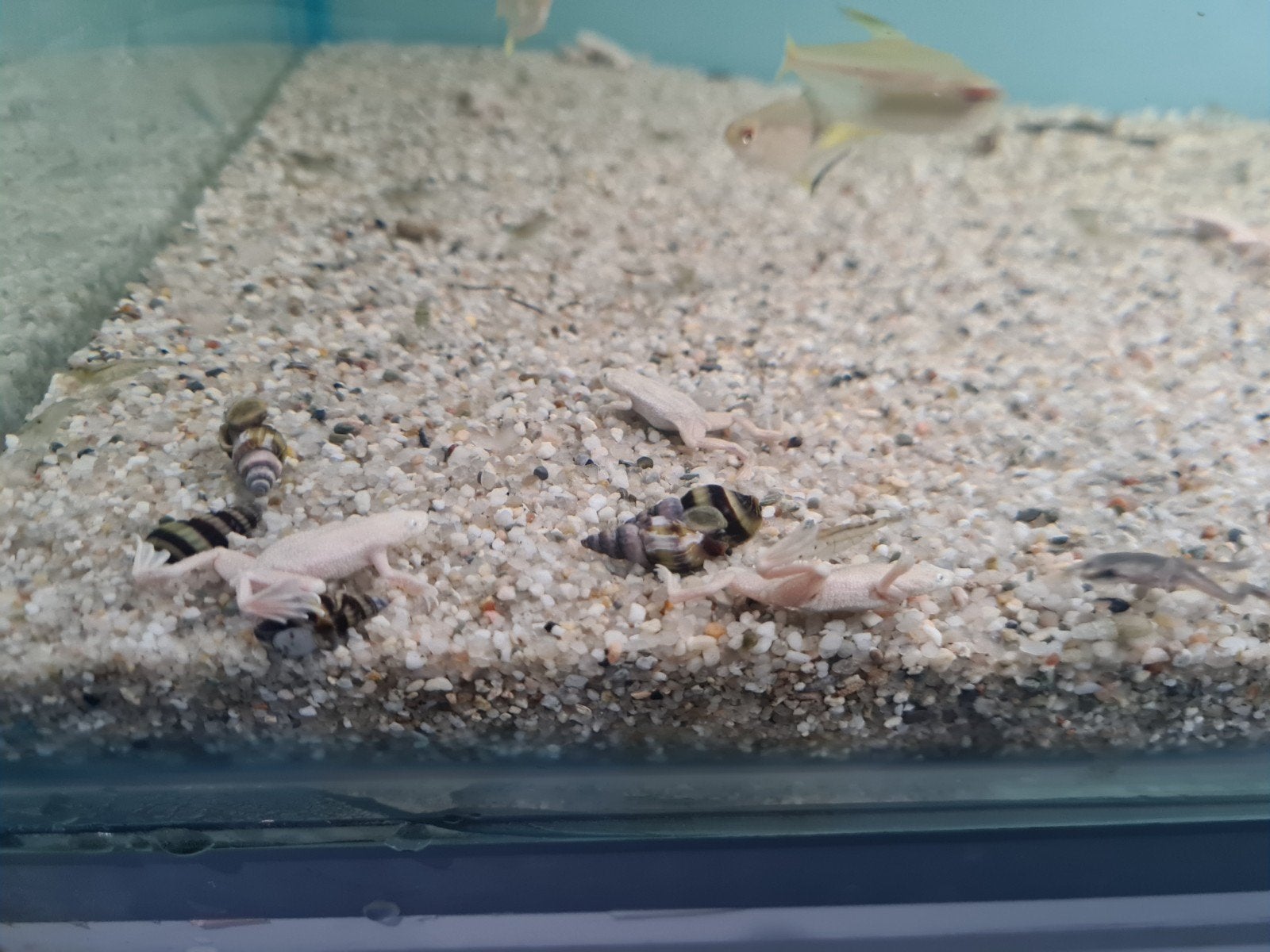 Platinum dwergklauwkikker, Hymenochirus boettgeri, kikker, Amfibie, 0 tot 2 jaar