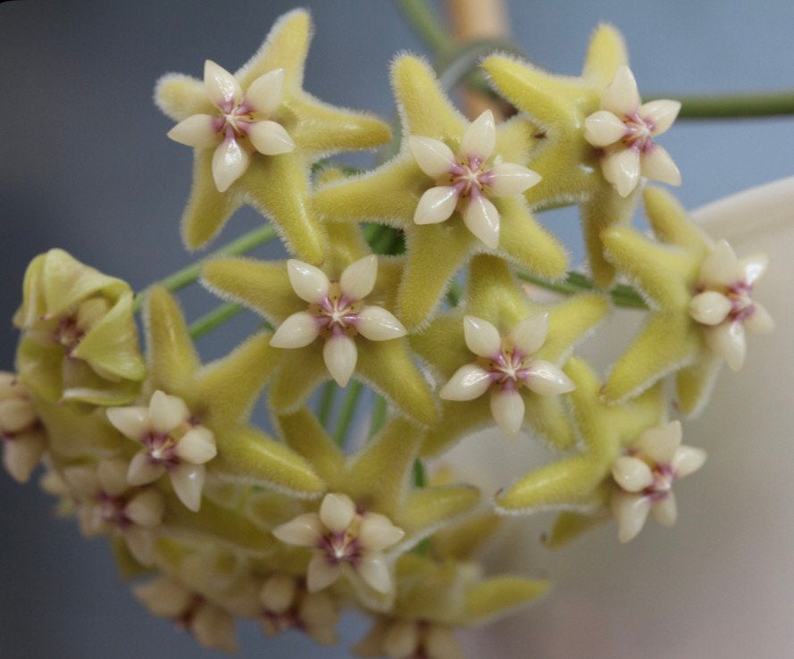 Hoya coriacea splash, Huis en Inrichting, Kamerplanten, Ophalen of Verzenden, Halfschaduw, Minder dan 100 cm