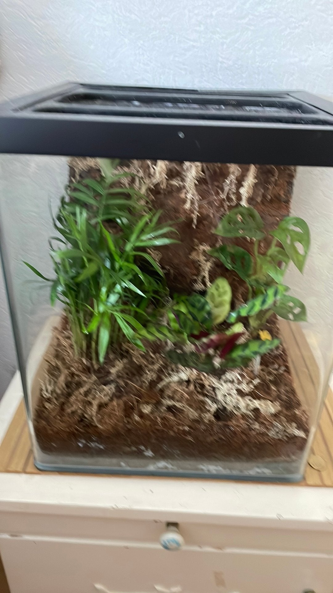 Terrarium bioactive 30x30x35, Ophalen, Nieuw