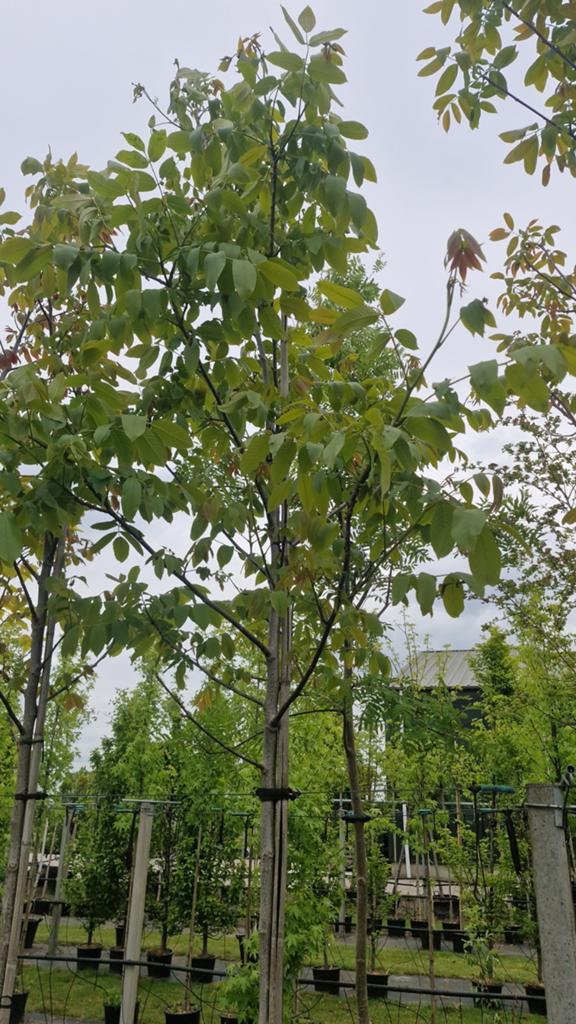 Juglans Regia Bomen 12-14, Ophalen