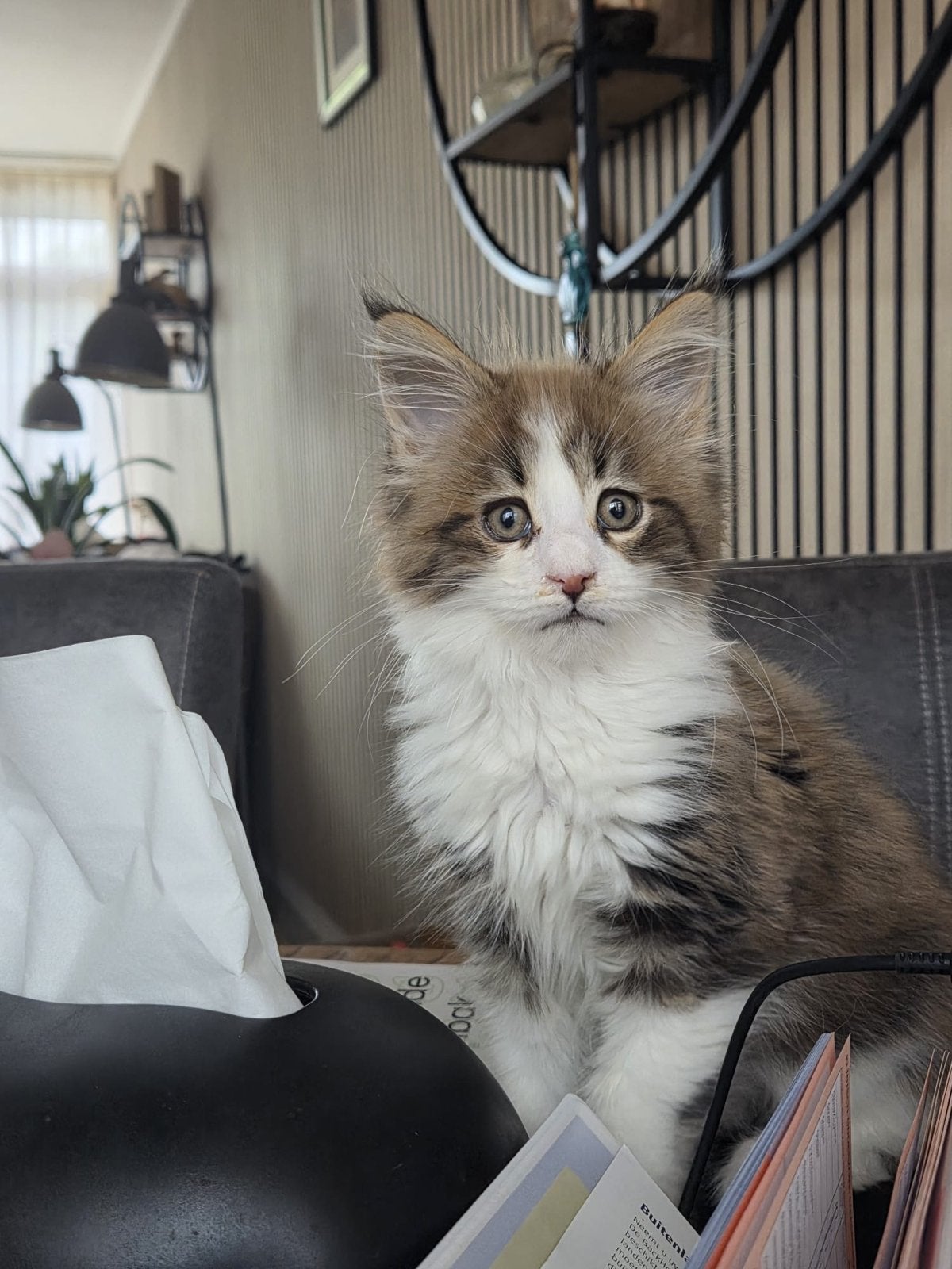 Maine coon kater, Kater, Met stamboom, 0 tot 2 jaar