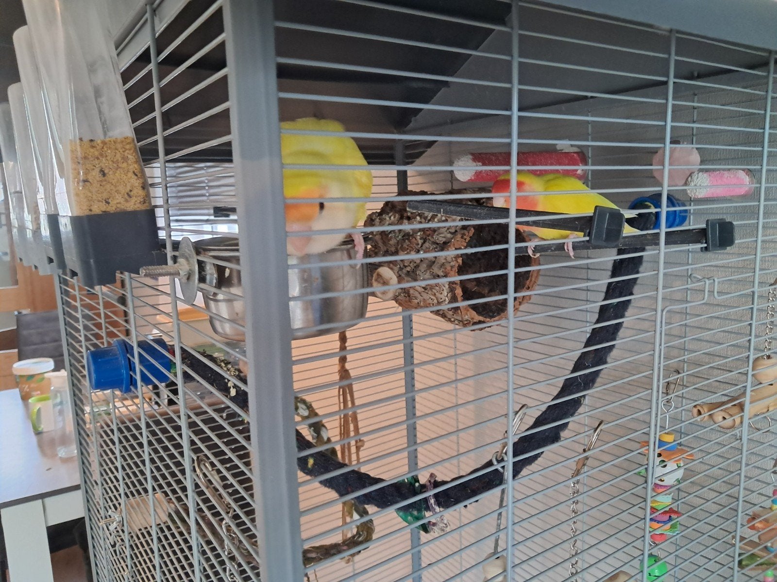 half tamme Agapornissen en vogelkooi te koop, Ophalen, Metaal, Vogelkooi