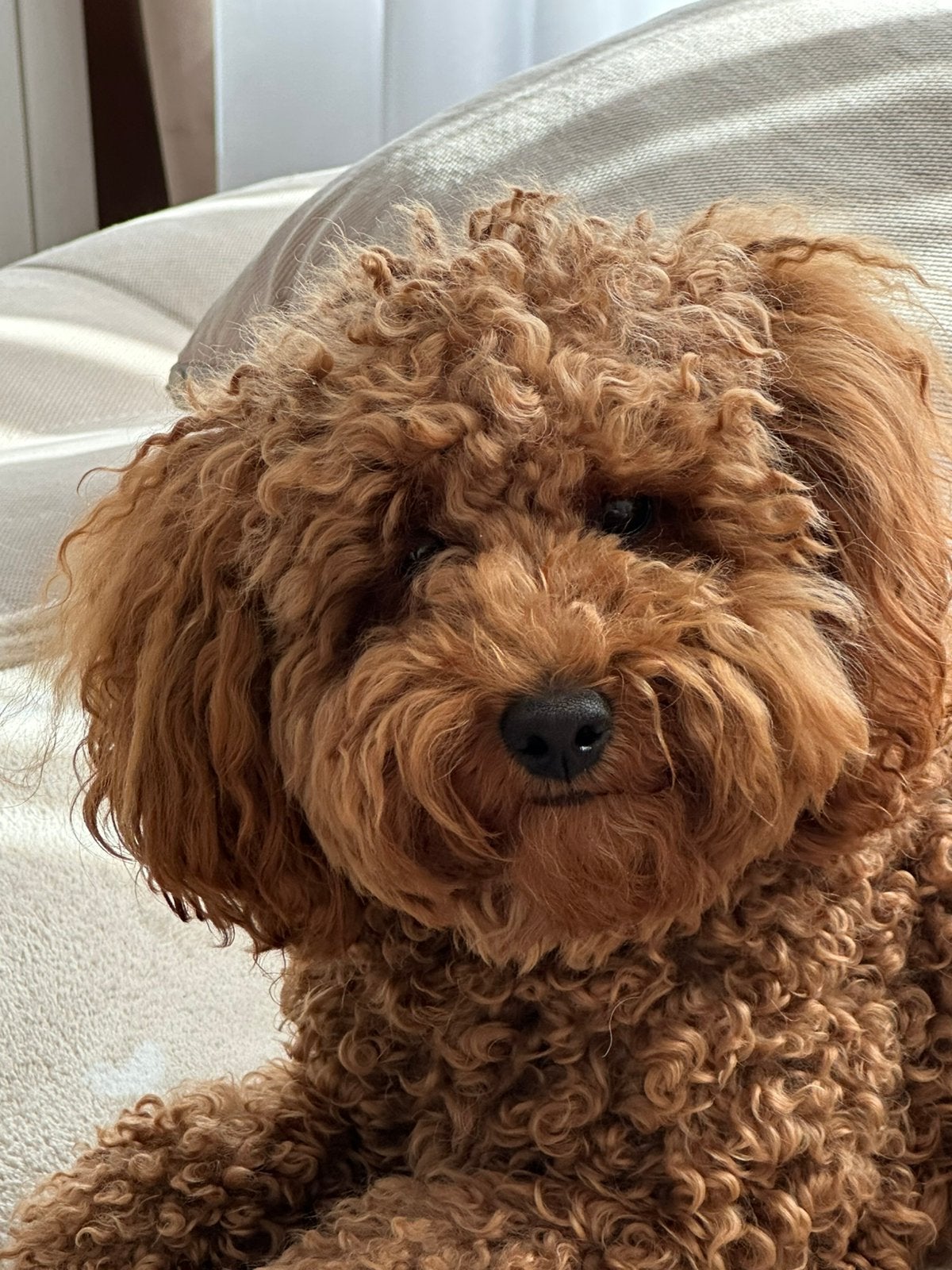 Toy poedel dekreu, Rabiës (hondsdolheid), Reu, 1 tot 2 jaar, Eén hond