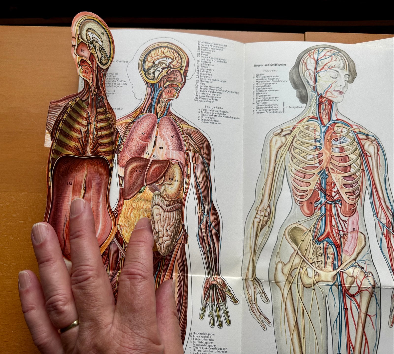 Anatomische Platen Menselijk Lichaam - Vintage Educatief, Ophalen of Verzenden