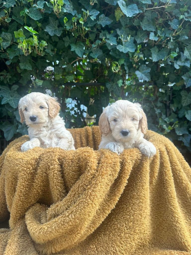 3 prachtige Australian Labradoodle teefjes, Dieren en Toebehoren, Honden | Niet-rashonden, 8 tot 15 weken, Teef, Parvo, Meerdere