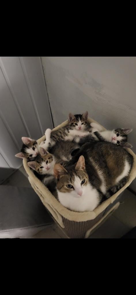 Kittens