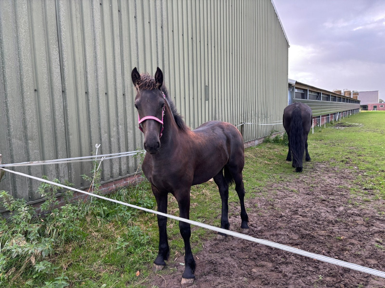 Fries merrieveulen Stendert 477 x Felle 422, Dieren en Toebehoren, Merrie, Minder dan 160 cm, Met stamboom, 0 tot 2 jaar