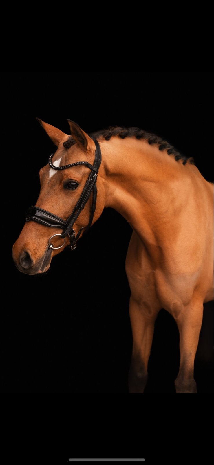 D pony pre ruin, Minder dan 160 cm, Met stamboom, Ruin, Dressuurpaard