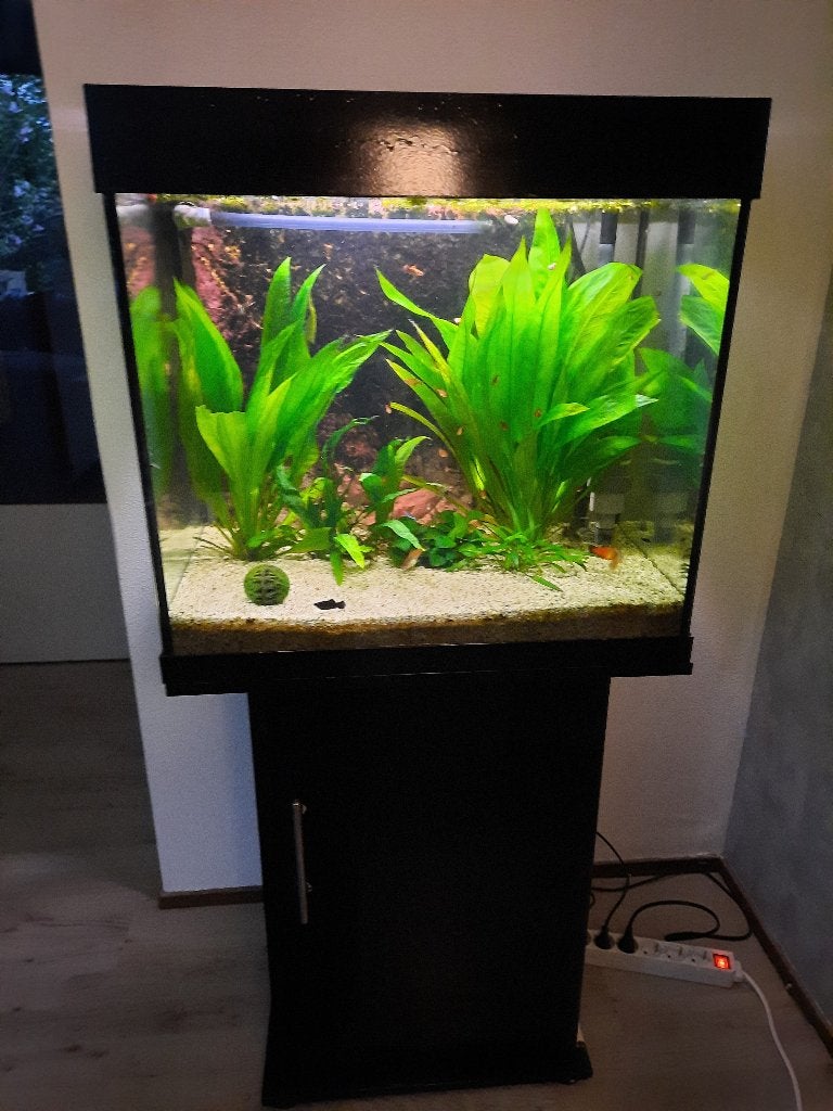 Mooi groot aquarium met meubel en toebehoren, Dieren en Toebehoren, Ophalen, Gebruikt, Gevuld zoetwateraquarium, Inclusief deksel