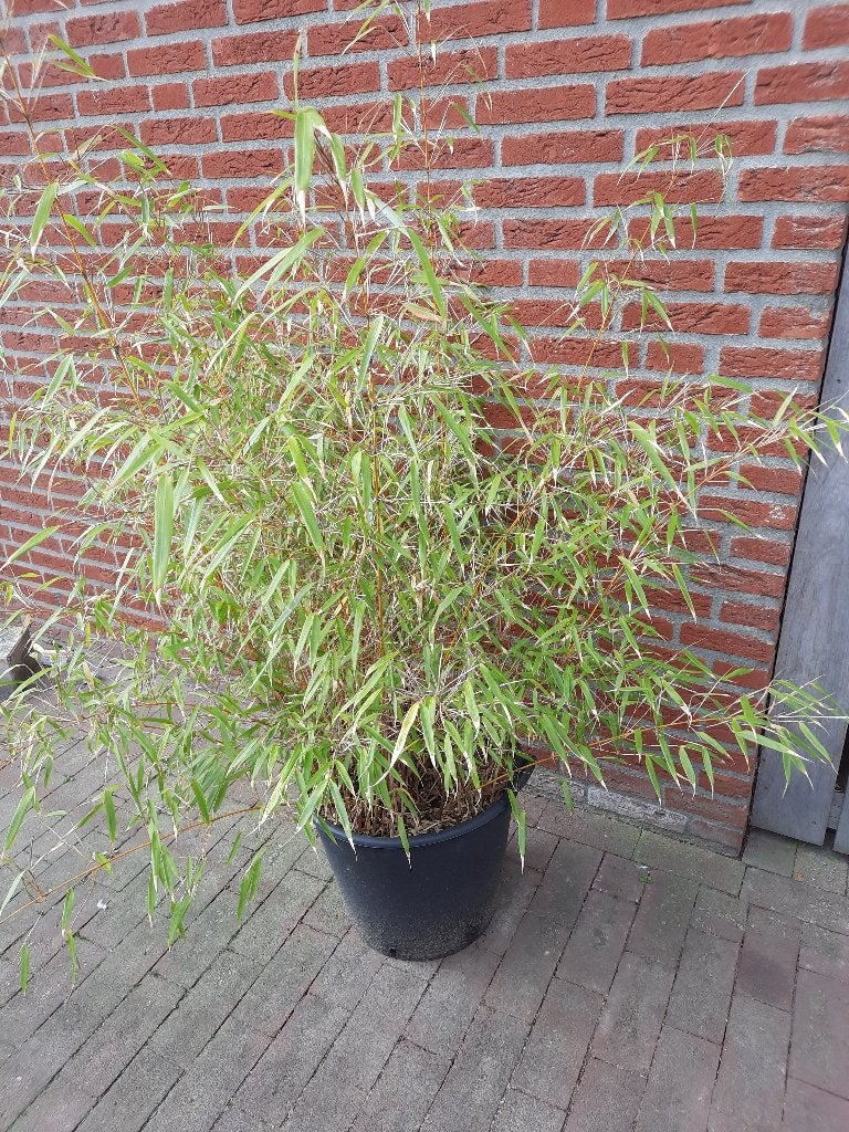 bamboe/fargesia, Vaste plant, Siergrassen, Ophalen of Verzenden, Bloeit niet