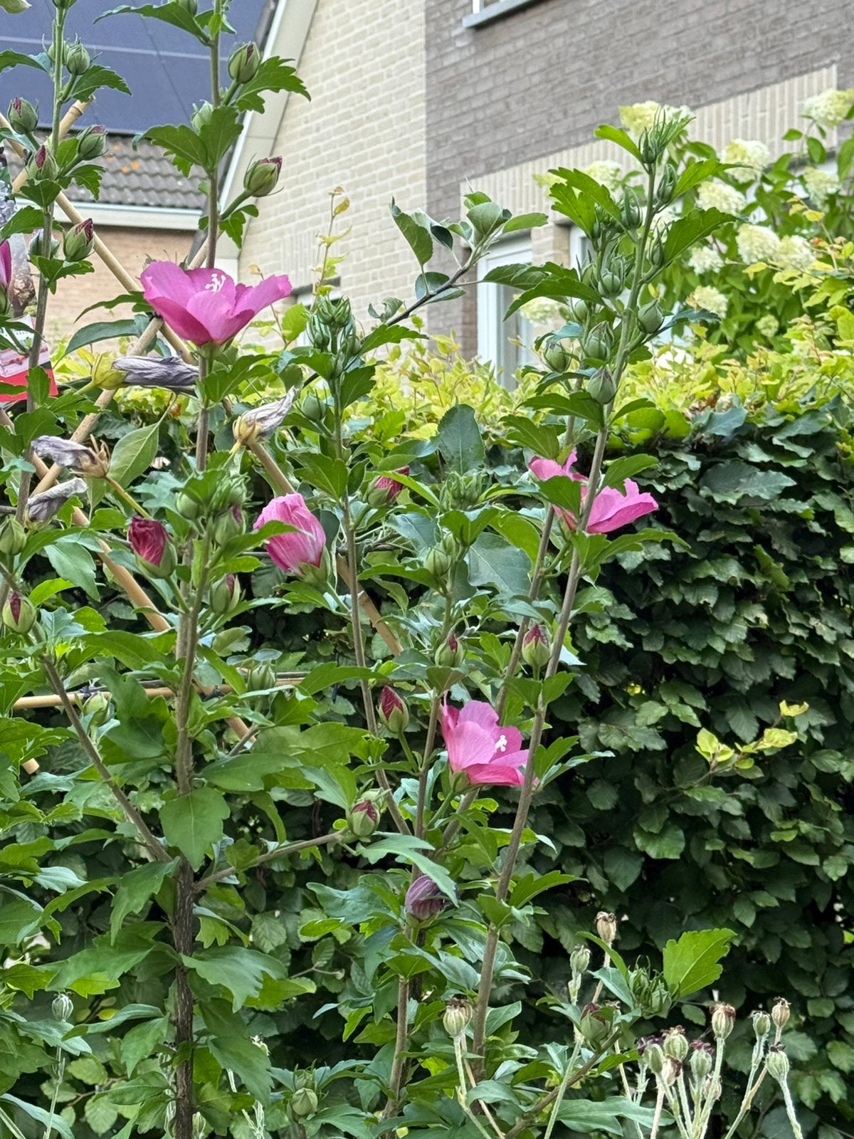 Hibiscus Altheastruik of tuinhibiscus., Volle zon, Vaste plant, Zomer, Ophalen