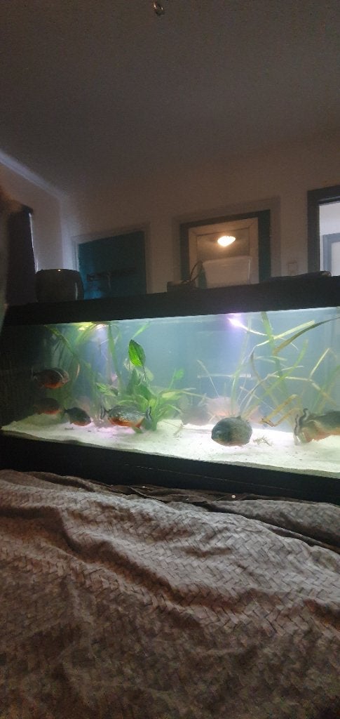 10 piranha's, Dieren en Toebehoren, Ophalen, Gevuld zoetwateraquarium