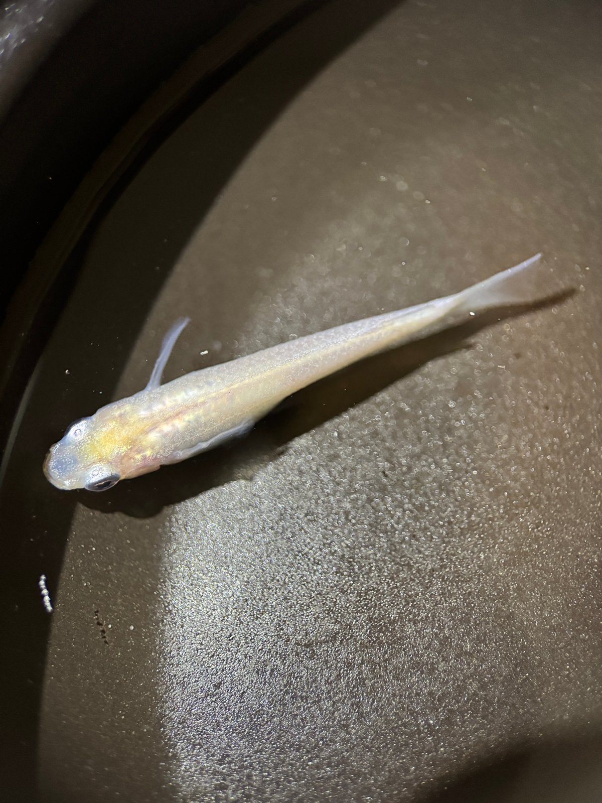 Medaka japanse rijstvissen - Oryzias latipes - vijvervis, Dieren en Toebehoren, Vis, Zoetwatervis, Schoolvis