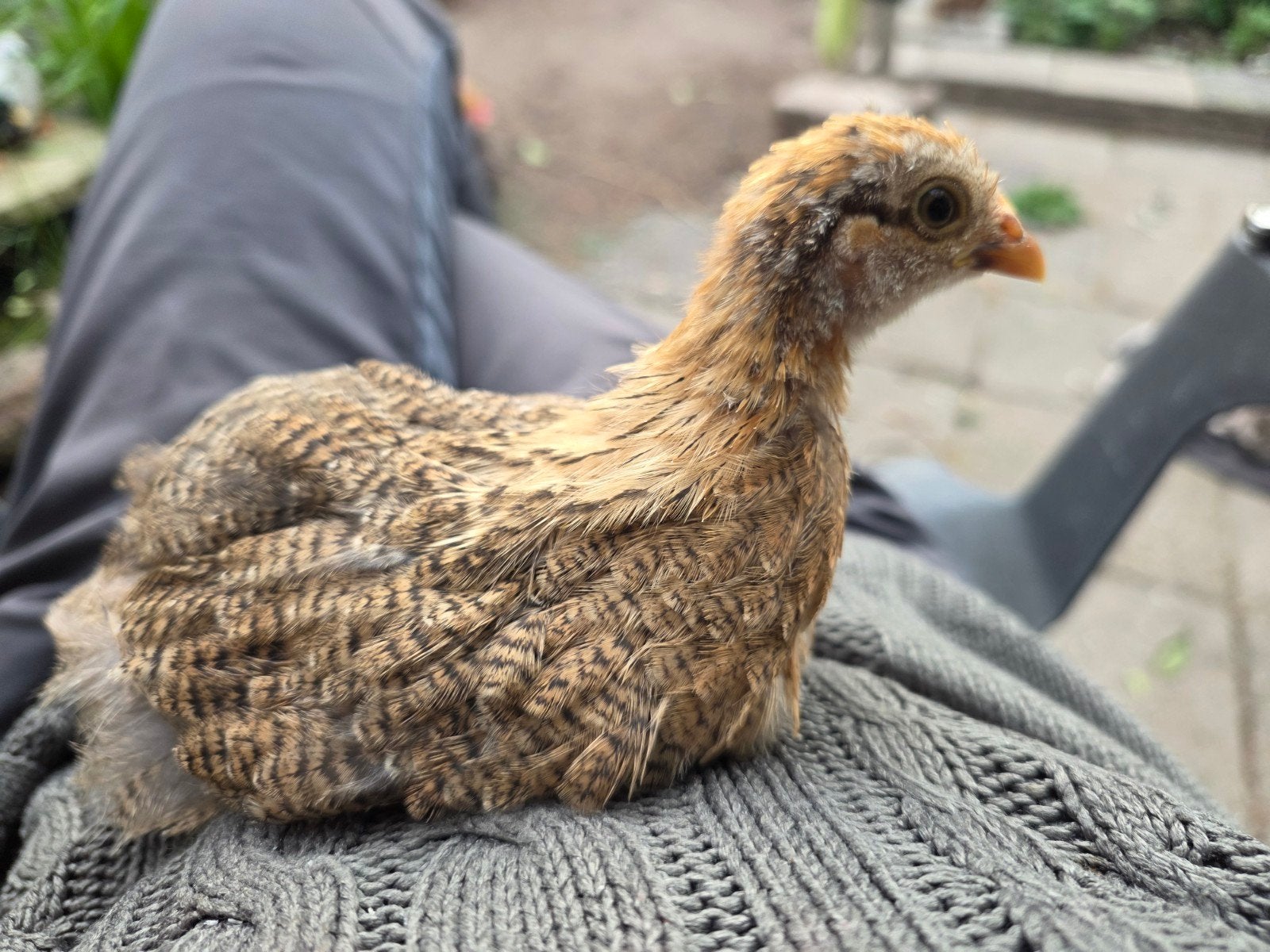 Prachtig handtam Cochin kriel kuiken (Hennetje, 5,5 weken), Dieren en Toebehoren, Pluimvee, Vrouwelijk, Kip