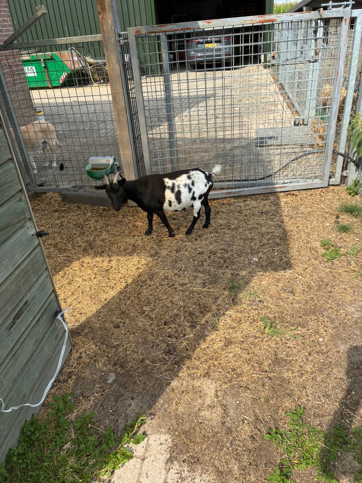 Geit 2 jaar oud 1keer jonge gehad, Dieren en Toebehoren, Schapen, Geiten en Varkens, Vrouwelijk, Geit, 0 tot 2 jaar