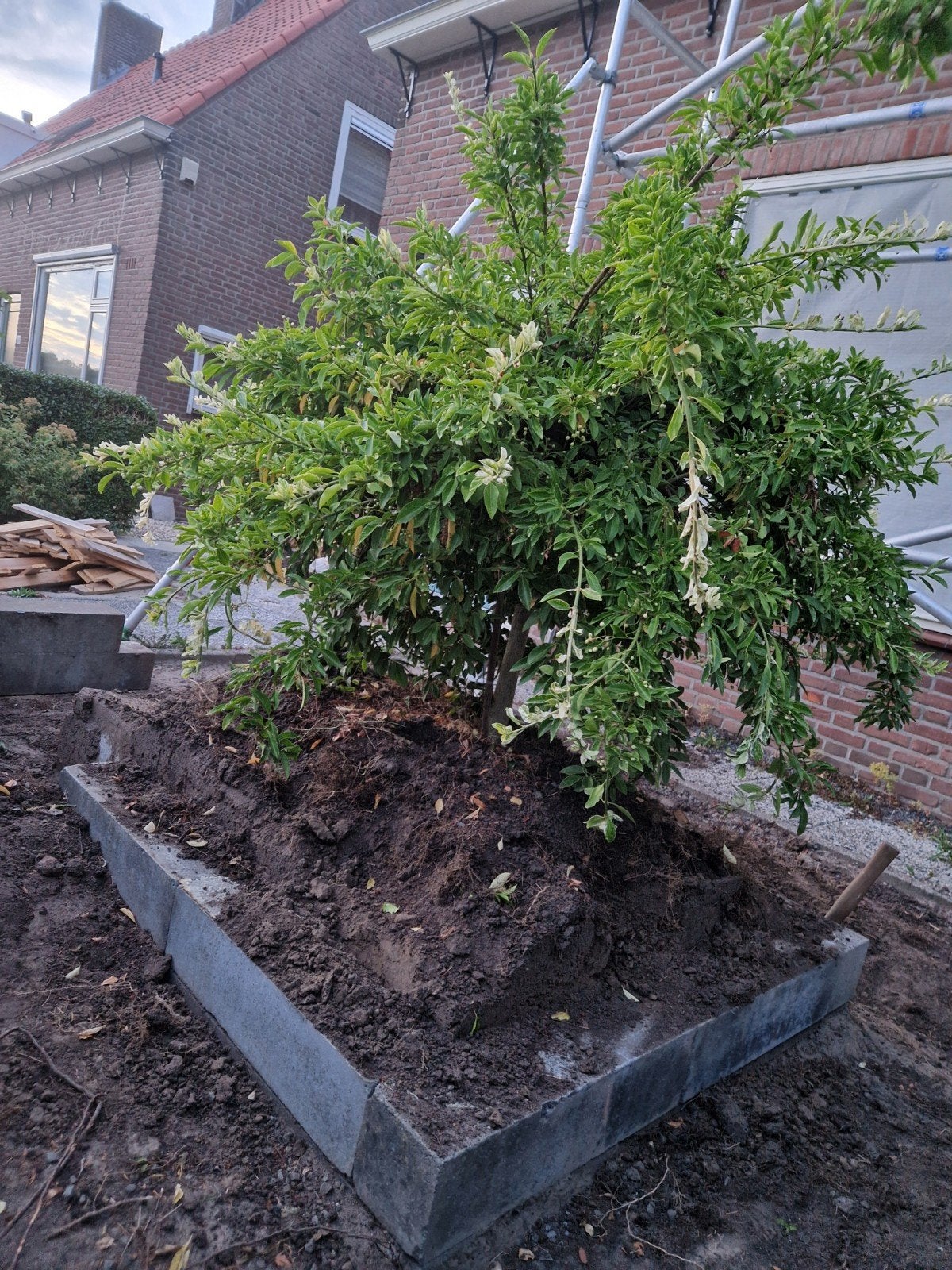 buxus boompjes 2 stuks 1.5m, Bloeit niet, Overige soorten, Minder dan 100 cm, Ophalen
